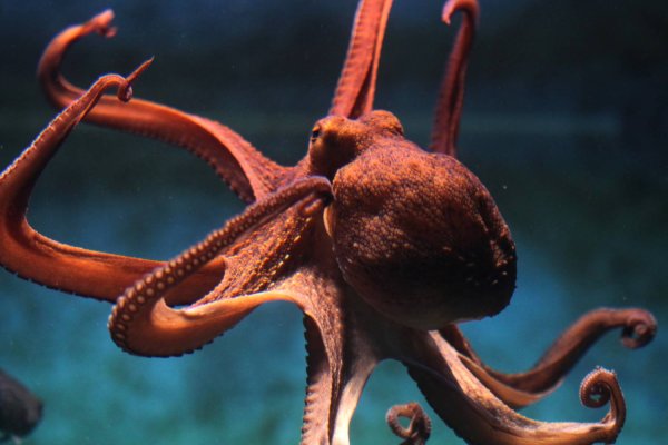 Kraken krn