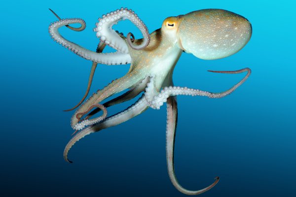 Кракен сайт kraken dark link