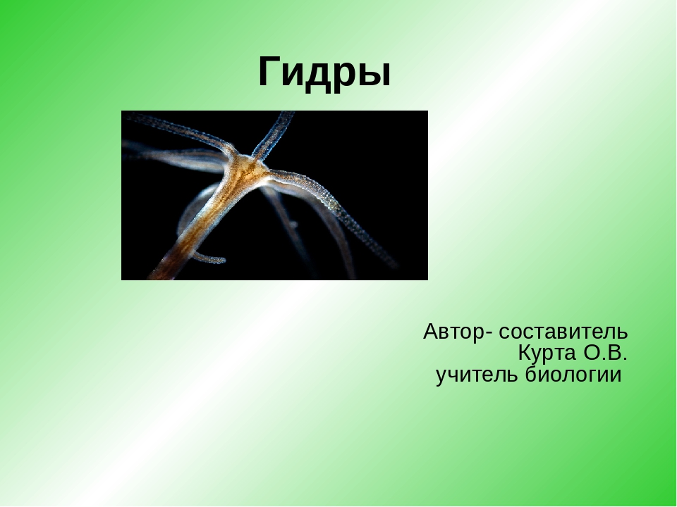 Kraken как найти ссылку