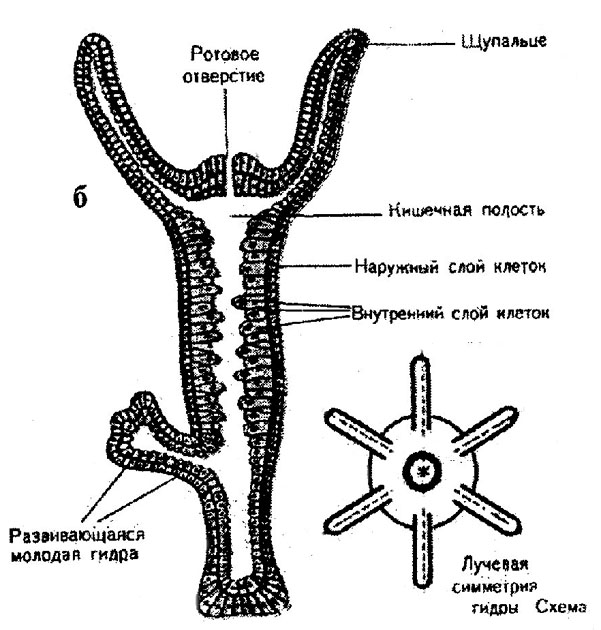 Кракен актуальная ссылка kraken torion net
