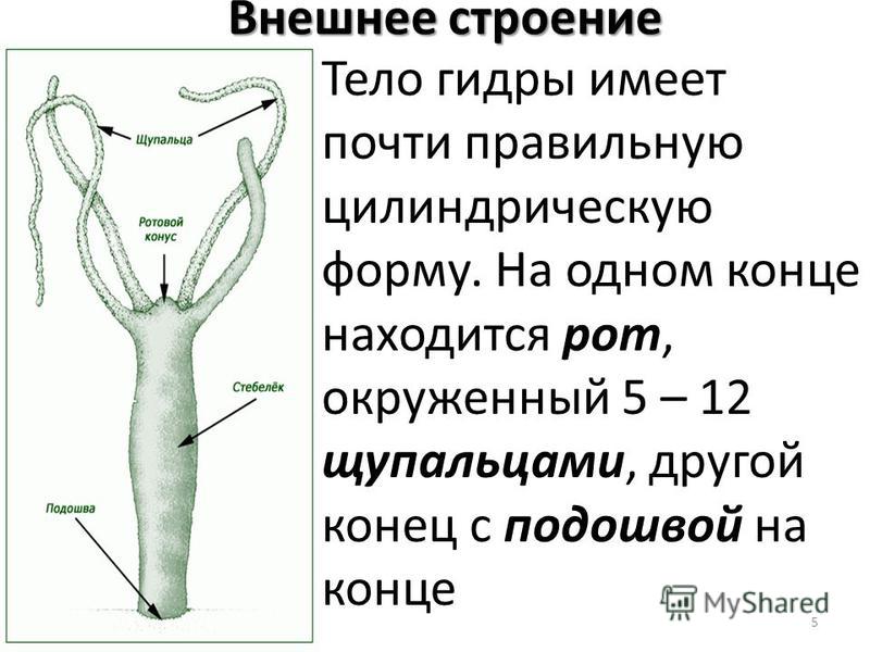 Кракен ссылка fo feng crmp ru